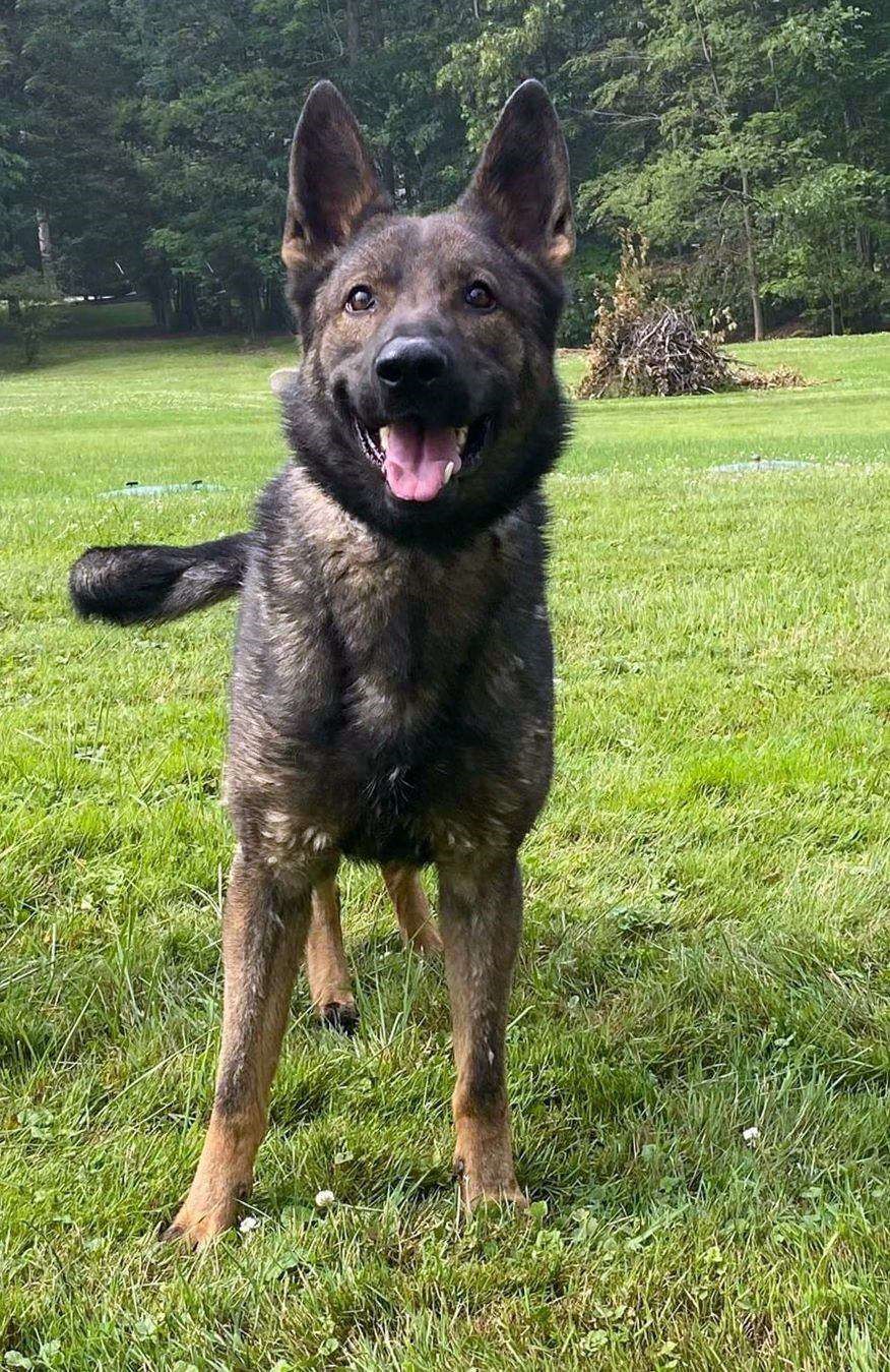 PSD Cruz German Shepherd