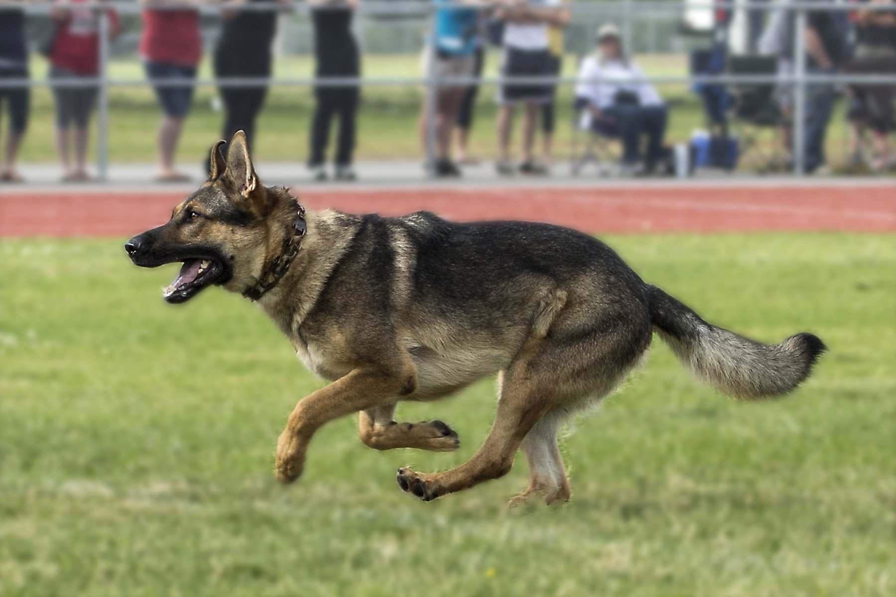 German Shepherd K9 Paco Running