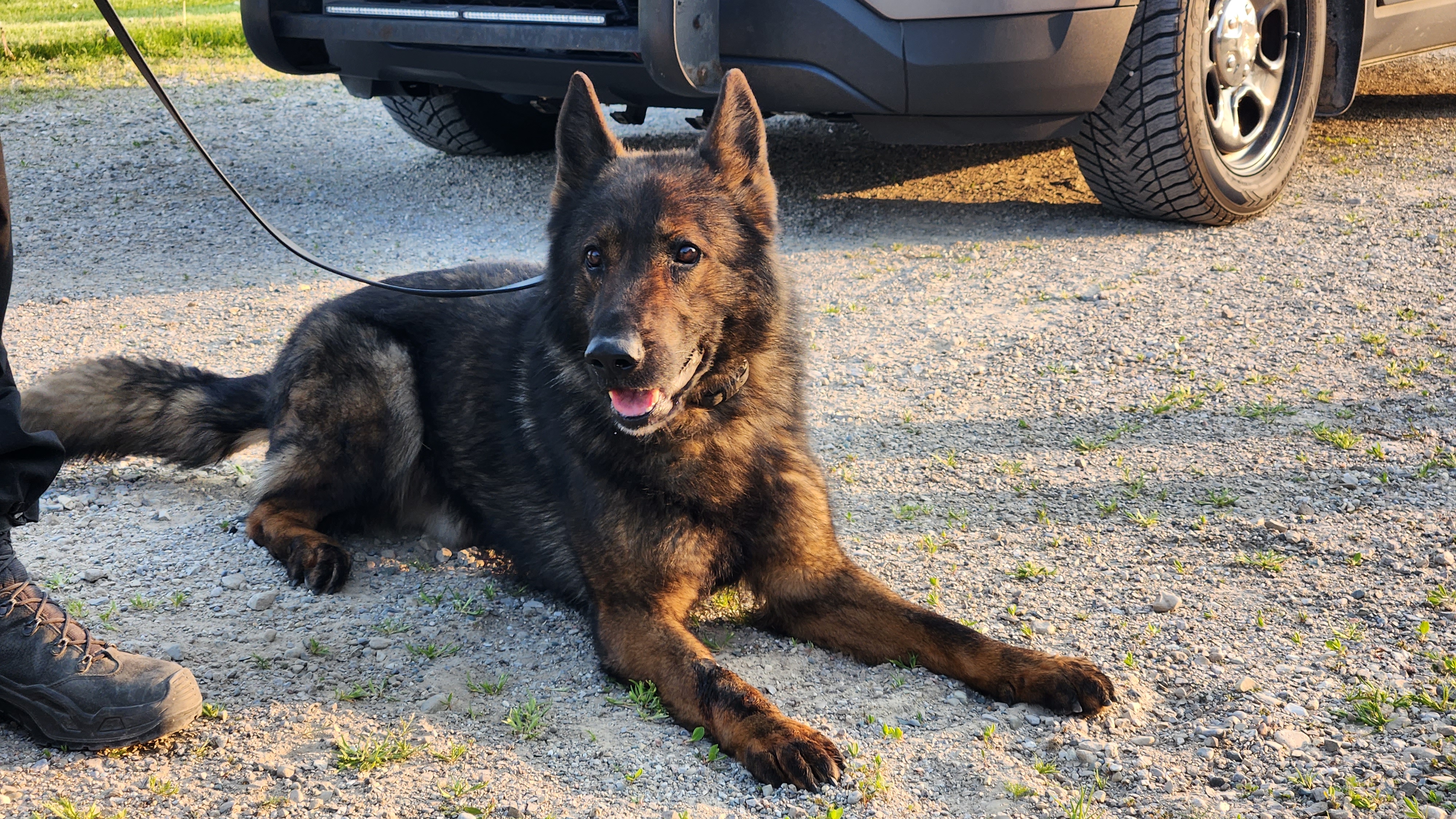 German Shephard laying down