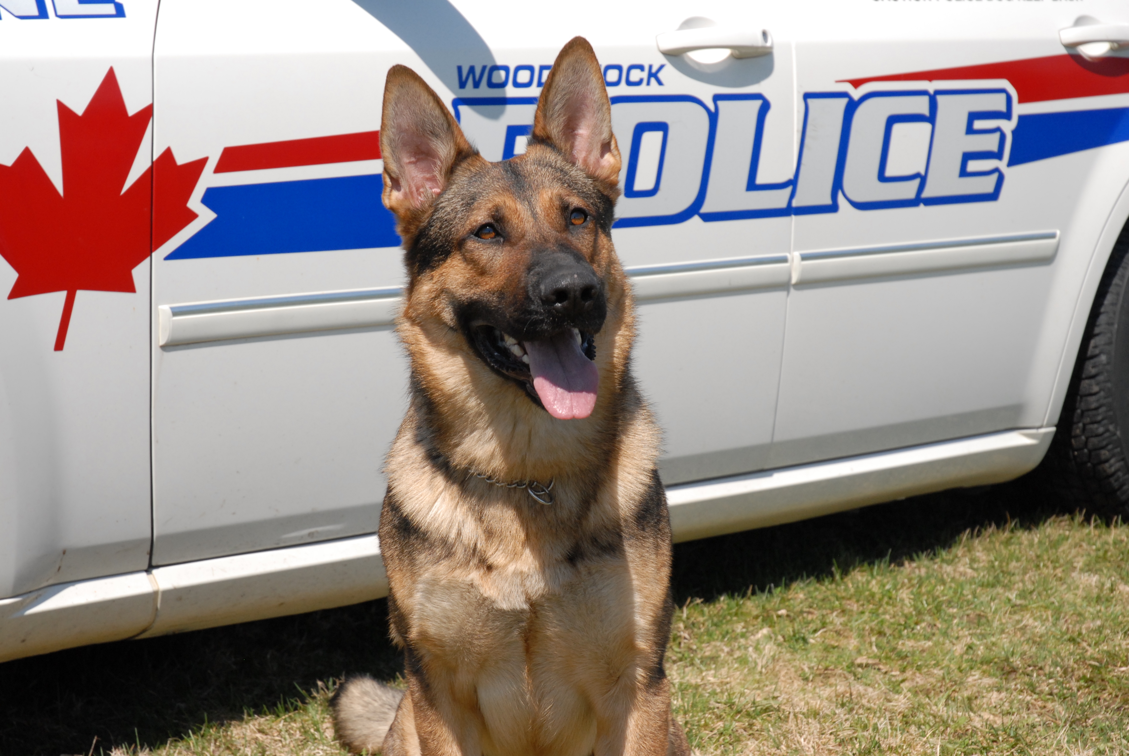 K9 Paco German Shepherd sitting in front of a Woodstock Police vehicle