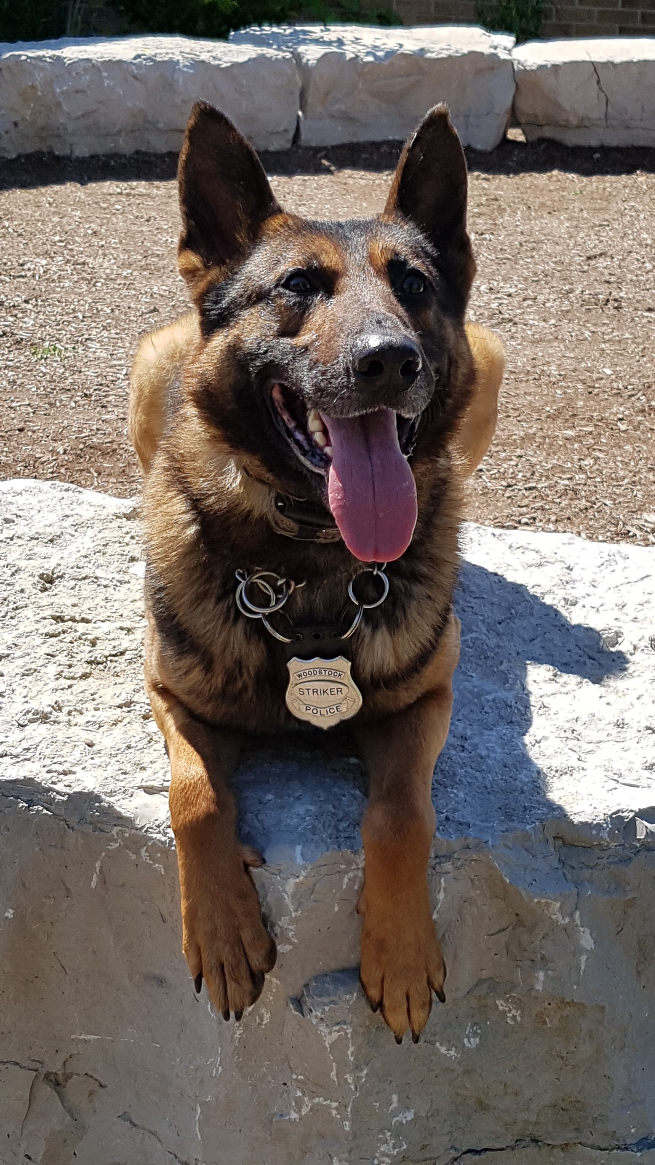 Portrait of German Shepherd PSD Striker
