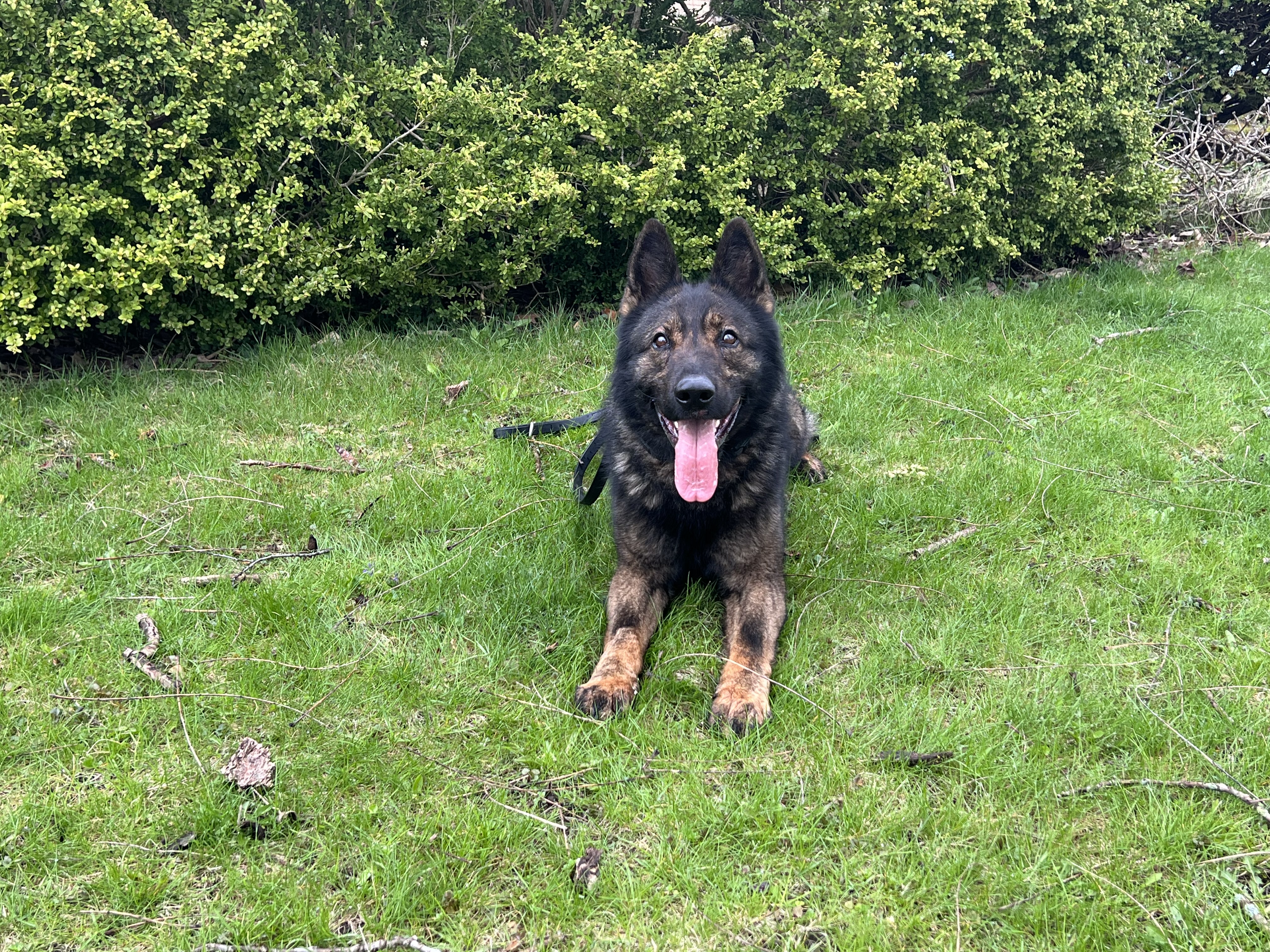 PSD Taz German Shepherd sitting in the grass
