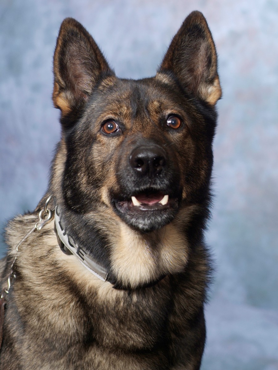Portrait of German Shepherd K9 Timber